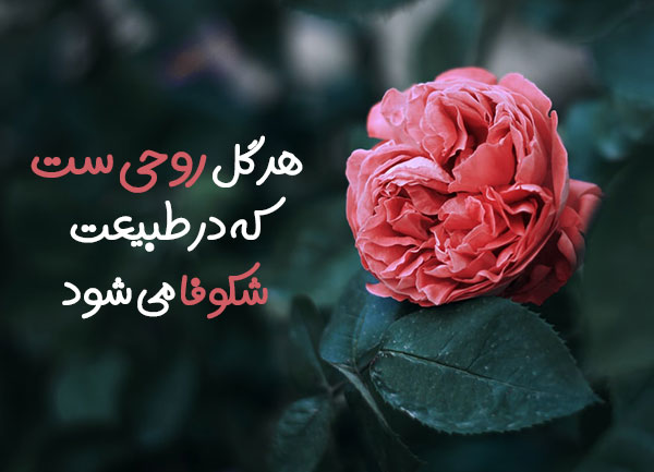 متن زیبا در مورد گل متن زیبا در مورد گل