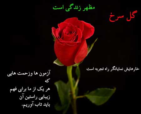 شعر و متن در مورد گل؛ جملات احساسی درباره زیبایی گل 2 شعر و متن در مورد گل؛ جملات احساسی درباره زیبایی گل