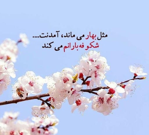متن در مورد بهار و شکوفه؛ شعر و جملات ناب در وصف بهار 4 متن در مورد بهار و شکوفه