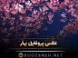 عکس پروفایل بهار