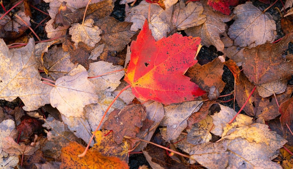 Fall Leaves Closeup John Brighenti