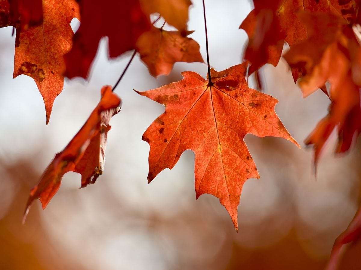 autumn fall foliage leaves change colors to orange and red news photo 1667589874
