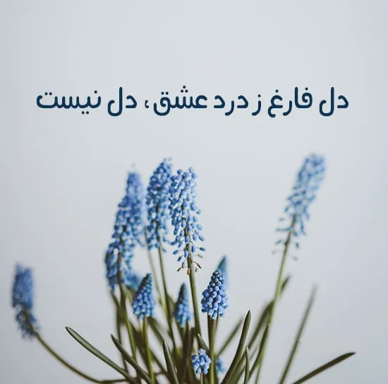 رباعیات جامی؛ زیباترین اشعار رباعیات و شعر احساسی جامی شاعر قدیمی 2 رباعیهای شاهکار از جامی