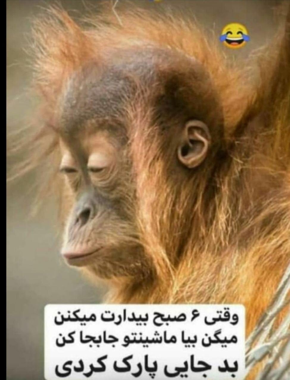لطیفه های فوق خنده دار / 30 جوک با حال در حد انفجار و روده بر شدن از خنده! 3 جوک بامزه زن و شوهری