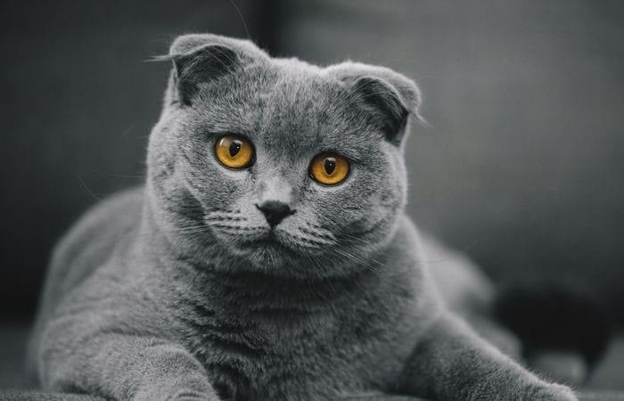انواع نژاد گربه و ویژگی های هر کدام ( تصاویر گربه های ناز ) 10 گربه اسکاتیش فولد