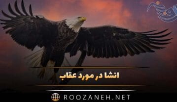 انشا در مورد عقاب؛ 7 انشا جدید توصیفی و ادبی درباره عقاب انشا در مورد عقاب