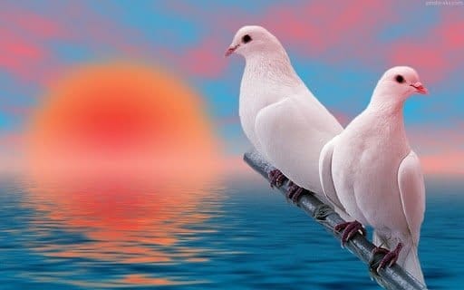 زندگی دو کبوتر در کنار یکدیگر