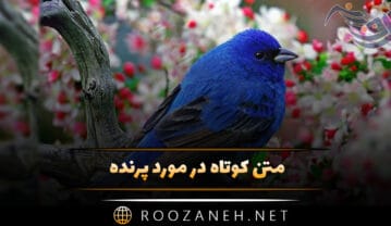 متن کوتاه در مورد پرنده | جملات دلنشین ادبی درباره پرنده ها و پرواز متن کوتاه در مورد پرنده