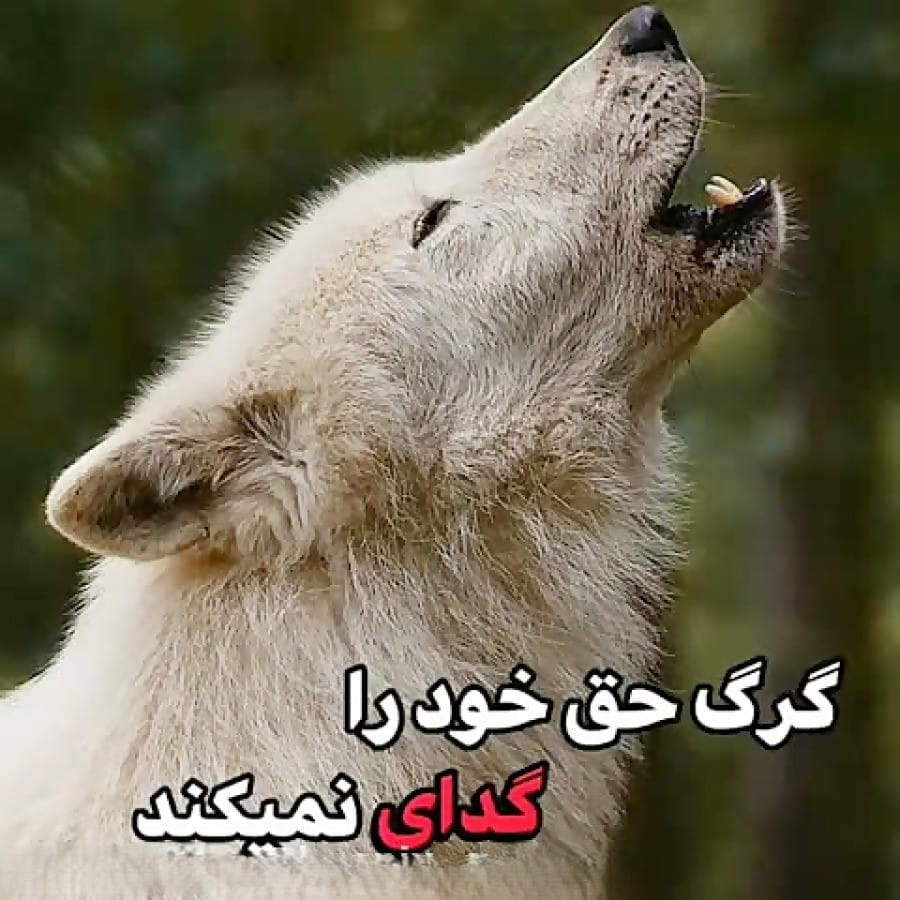 متن انتقام گرگ؛ حمللات سنگین و خاص انتقام گرفتن گرگ 5 جملات سنگین درباره گرگ