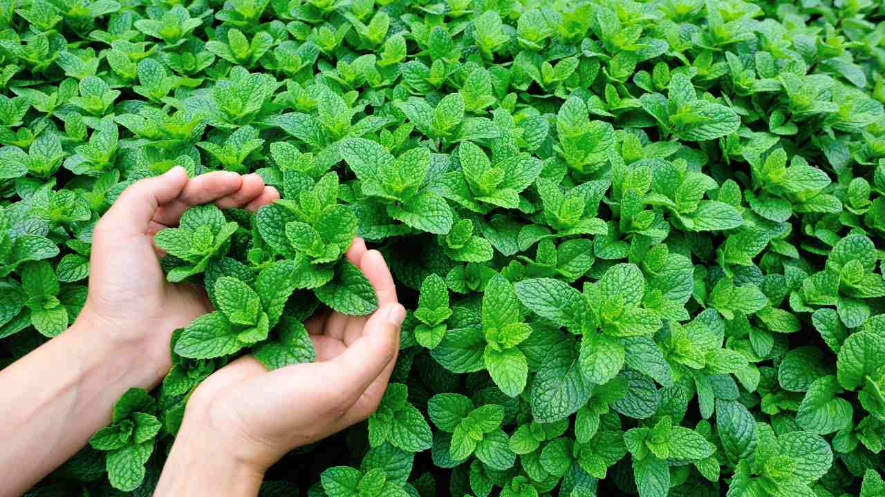 روشهای مؤثر برای دور کردن پشه در خانه (۱۵ روش فراری دادن حشرات) 3 روشهای مؤثر برای دور کردن پشه در خانه (۱۵ روش فراری دادن حشرات)