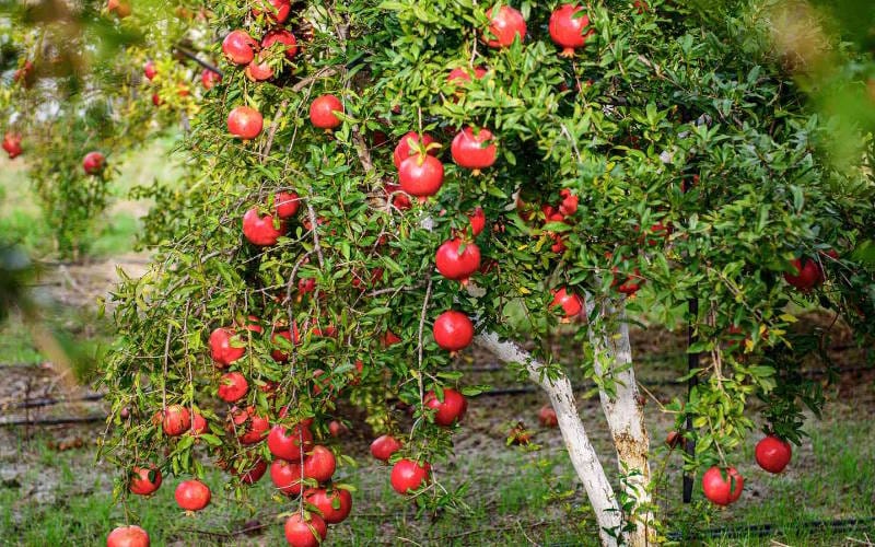 طراحی فضای سبز منزل و اصول اجرایی آن (بهترین گیاهان و مراحل کاشت و اجرا) 7 درختان میوه