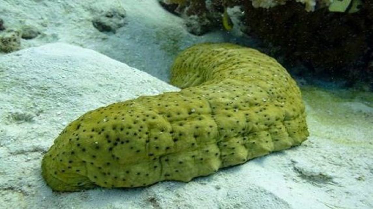 فواید خیار دریایی و نکات مهم مصرف آن (از پیشگیری از سرطان تا درمان بیماری های لثه) 4 فواید خیار دریایی و نکات مهم مصرف آن (از پیشگیری از سرطان تا درمان بیماری های لثه)