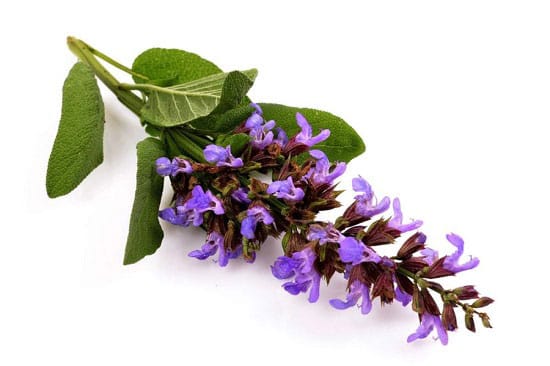 دمنوش برای پریود و تأثیر آن بر دردهای قاعدگی (معرفی ۱۸ دمنوش مفید) 9 دمنوش برای پریود و تأثیر آن بر دردهای قاعدگی (معرفی ۱۸ دمنوش مفید)
