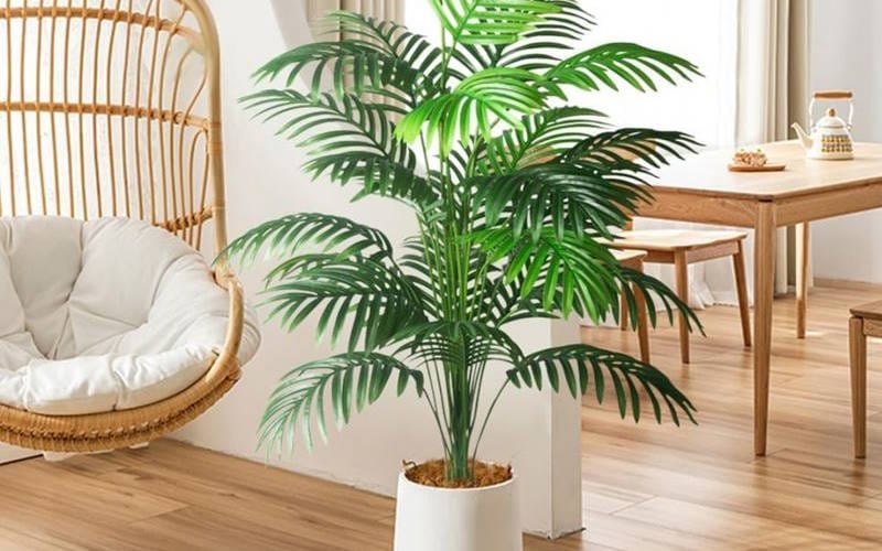 نکات استفاده از گیاه در منزل و انتخاب بهترین گیاهان در دکوراسیون داخلی 9 Areca Palm