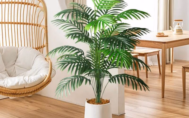 Areca Palm