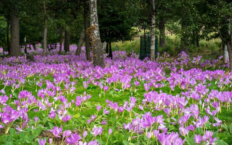 بررسی تنوع زعفران در مناطق مختلف ایران (انواع زعفران معروف ایرانی) 1 بهترین نوع زعفران در بازار ایران