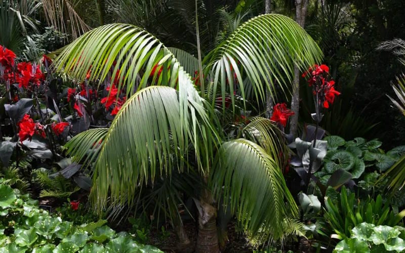 نکات استفاده از گیاه در منزل و انتخاب بهترین گیاهان در دکوراسیون داخلی 12 کنتیا پالم (Howea forsteriana)