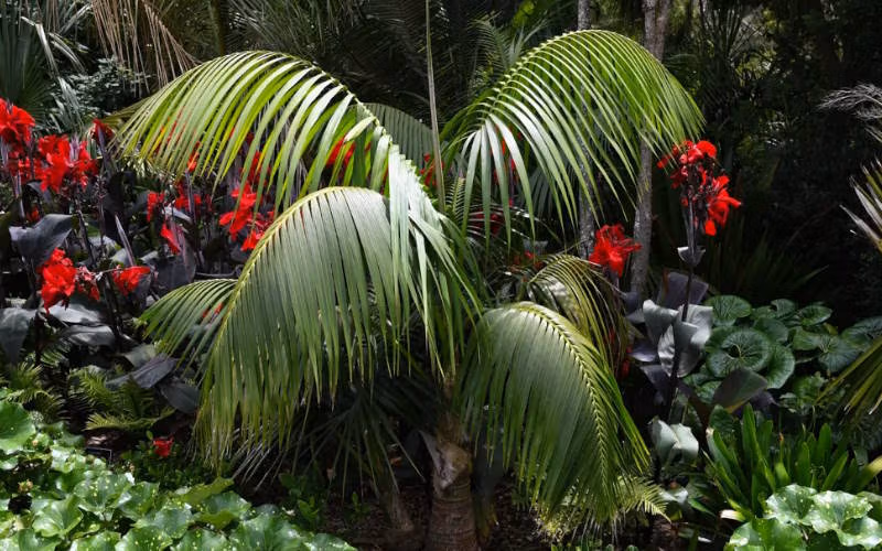 کنتیا پالم (Howea forsteriana)