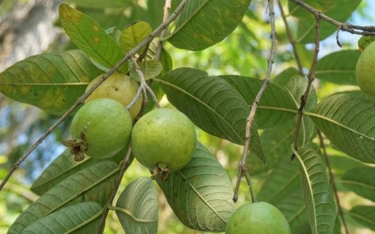 میوه گواوا چیست؟ بررسی طعم، انواع این میوه استوایی و فواید آن