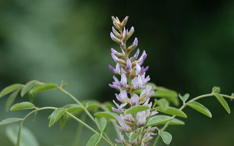 Glycyrrhiza glabra