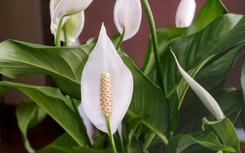 اسپاتی فیلوم (Peace Lily – Spathiphyllum)