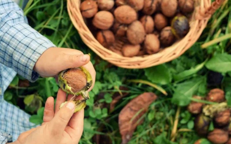 بهترین فرم و شکل گردو برای نگهداری در خانه