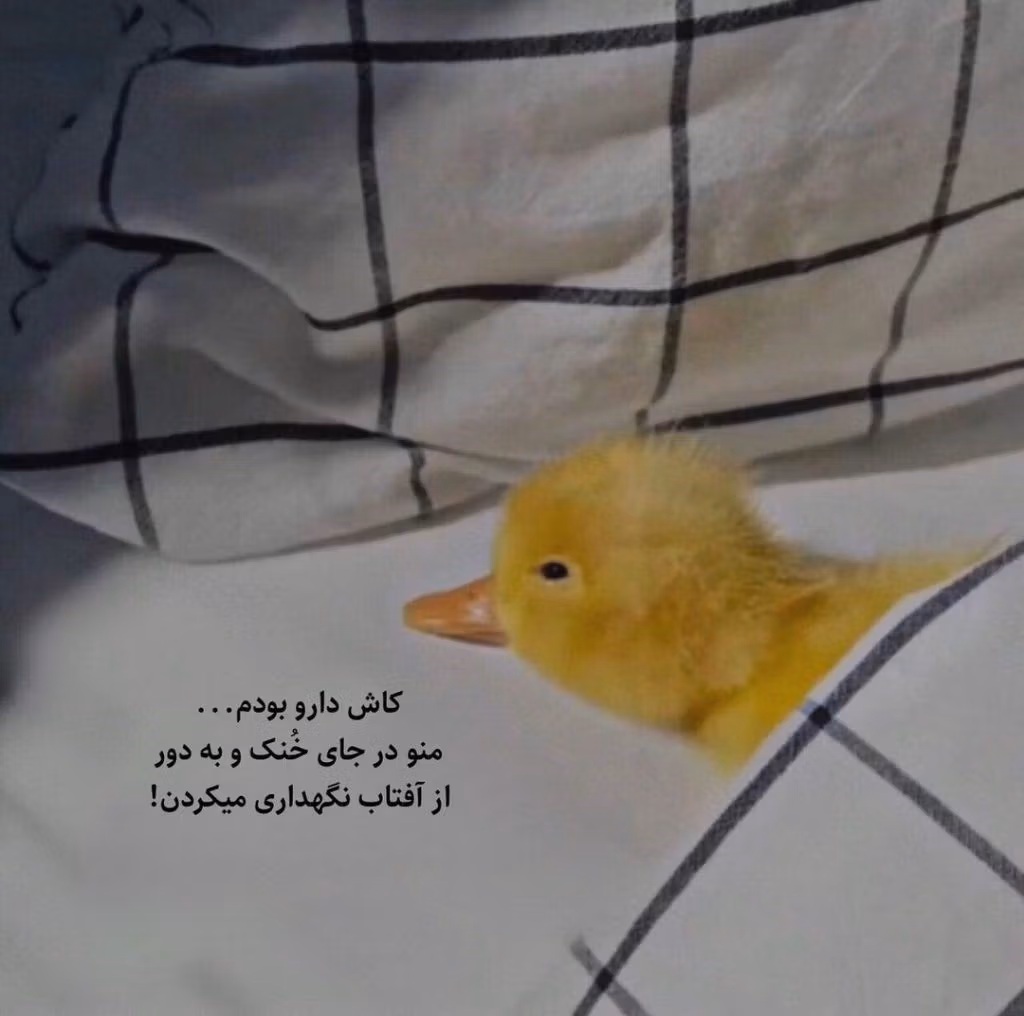 لطیفه های فوق خنده دار