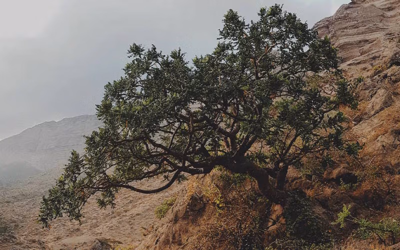 مواد معدنی موجود در کندر کندر و نحوه استفاده از آن به عنوان دارو (خواص، فواید و عوارض کندر)