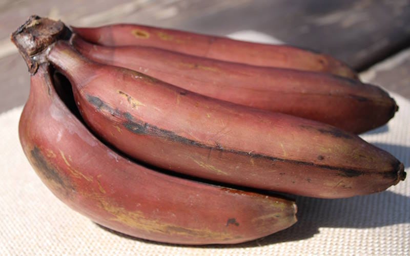تفاوت انواع موز در بازار ایران؛ انواع موز و نحوه انتخاب بهترین میوه در بازار 1 موز قرمز (Red Banana) تفاوت انواع موز در بازار ایران؛ انواع موز و نحوه انتخاب بهترین میوه در بازار