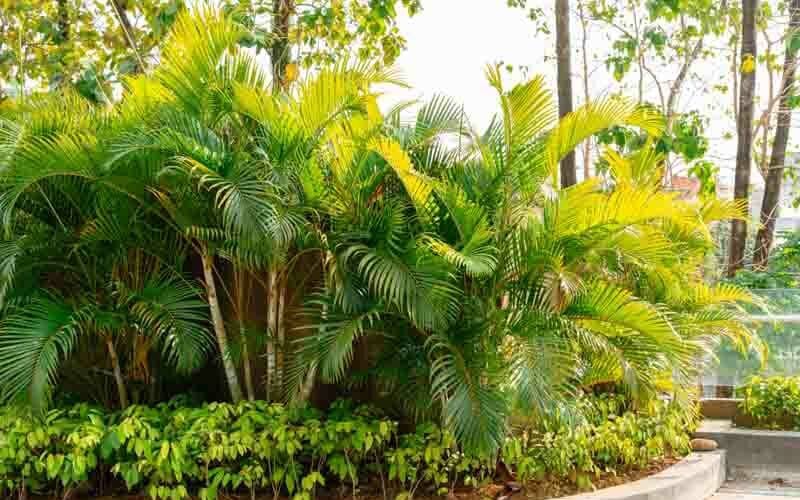 نخل اریکا (Areca Palm – Dypsis lutescens)