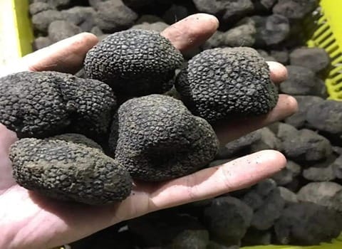 دنبلان کوهی؛ ارزش غذایی و ۱۰ خاصیت مهم این قارچ خوراکی 3 دنبلان کوهی؛ ارزش غذایی و ۱۰ خاصیت مهم این قارچ خوراکی