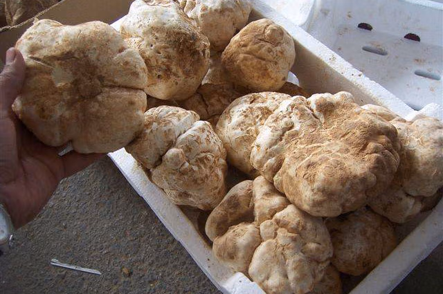 دنبلان کوهی؛ ارزش غذایی و ۱۰ خاصیت مهم این قارچ خوراکی