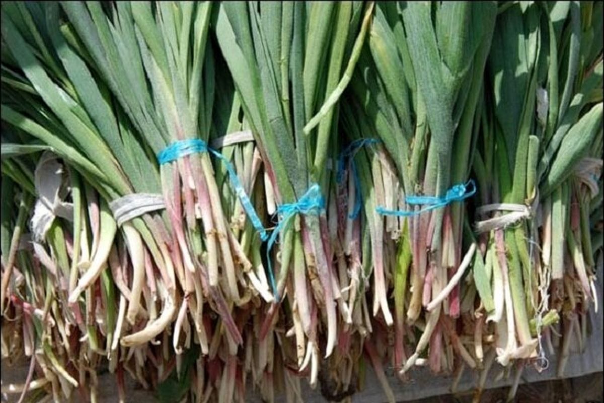 والک یا سیر کوهی؛ ارزش غذایی، طبع و خواص شگفت انگیز آن