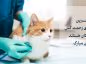 عکس نوشته روز دامپزشک برای استوری و وضعیت واتساپ عکس نوشته روز دامپزشک
