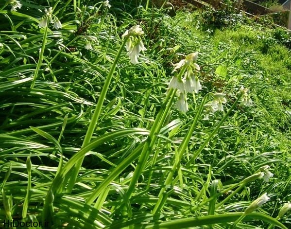 والک یا سیر کوهی؛ ارزش غذایی، طبع و خواص شگفت انگیز آن