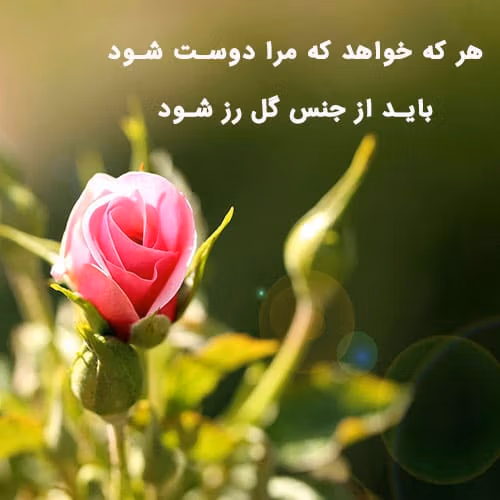 متن در مورد گل رز 🌹؛ جملات و دلنوشته درباره گل رز سرخ 2 جملات زیبا درباره گل رز