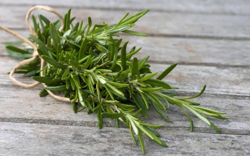 بهترین گیاهان خوراکی برای کاشت و کسب درآمد (دارویی و ادویه ای) 4 رزماری