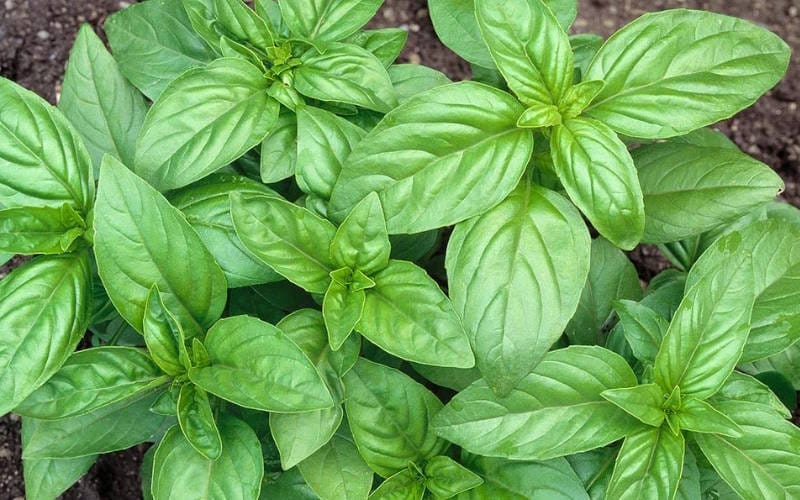 بهترین گیاهان خوراکی برای کاشت و کسب درآمد (دارویی و ادویه ای) 1 ریحان بهترین گیاهان خوراکی برای کاشت و کسب درآمد (دارویی و ادویه ای)