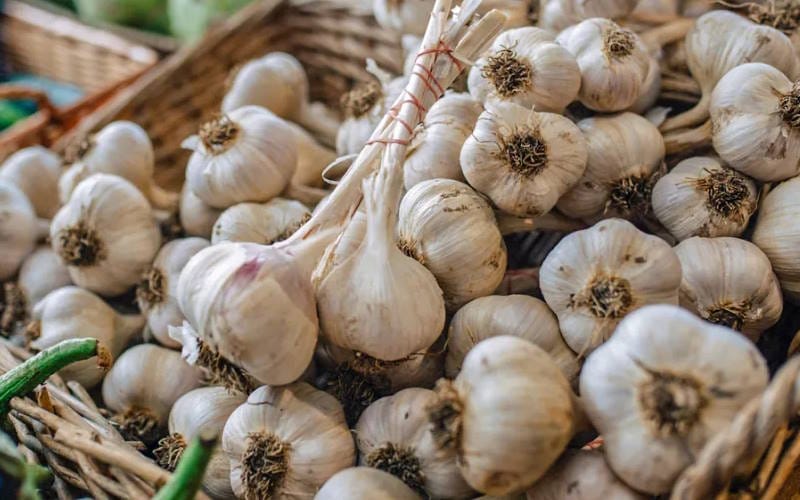 بهترین گیاهان خوراکی برای کاشت و کسب درآمد (دارویی و ادویه ای) 5 سیر