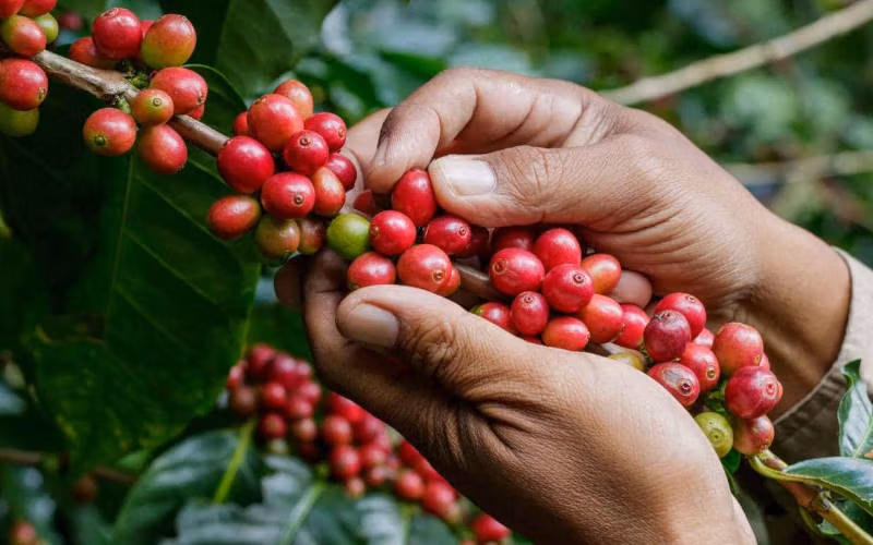قهوه روبوستا چیست؟