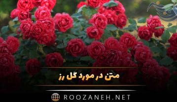 متن در مورد گل رز 🌹؛ جملات و دلنوشته درباره گل رز سرخ متن در مورد گل رز
