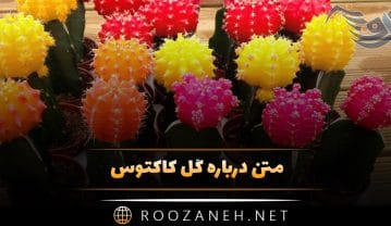 متن درباره گل کاکتوس 🌵؛ جملات استوری و کپشن احساسی متن درباره گل کاکتوس