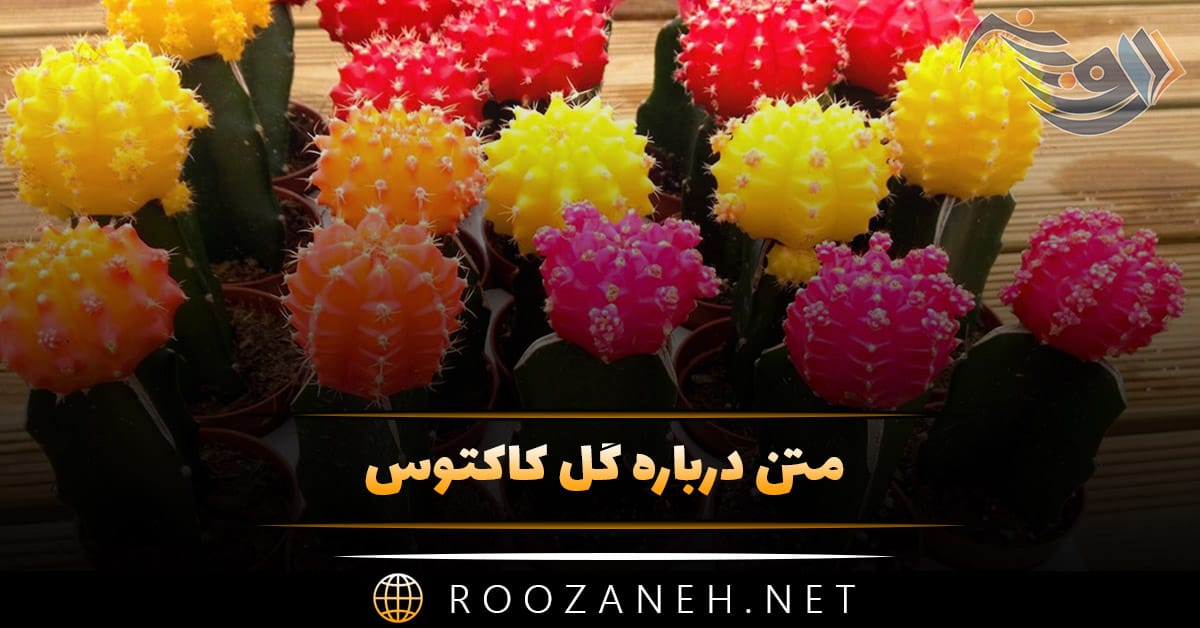 متن درباره گل کاکتوس 🌵؛ جملات استوری و کپشن احساسی 1 متن درباره گل کاکتوس 🌵؛ جملات استوری و کپشن احساسی