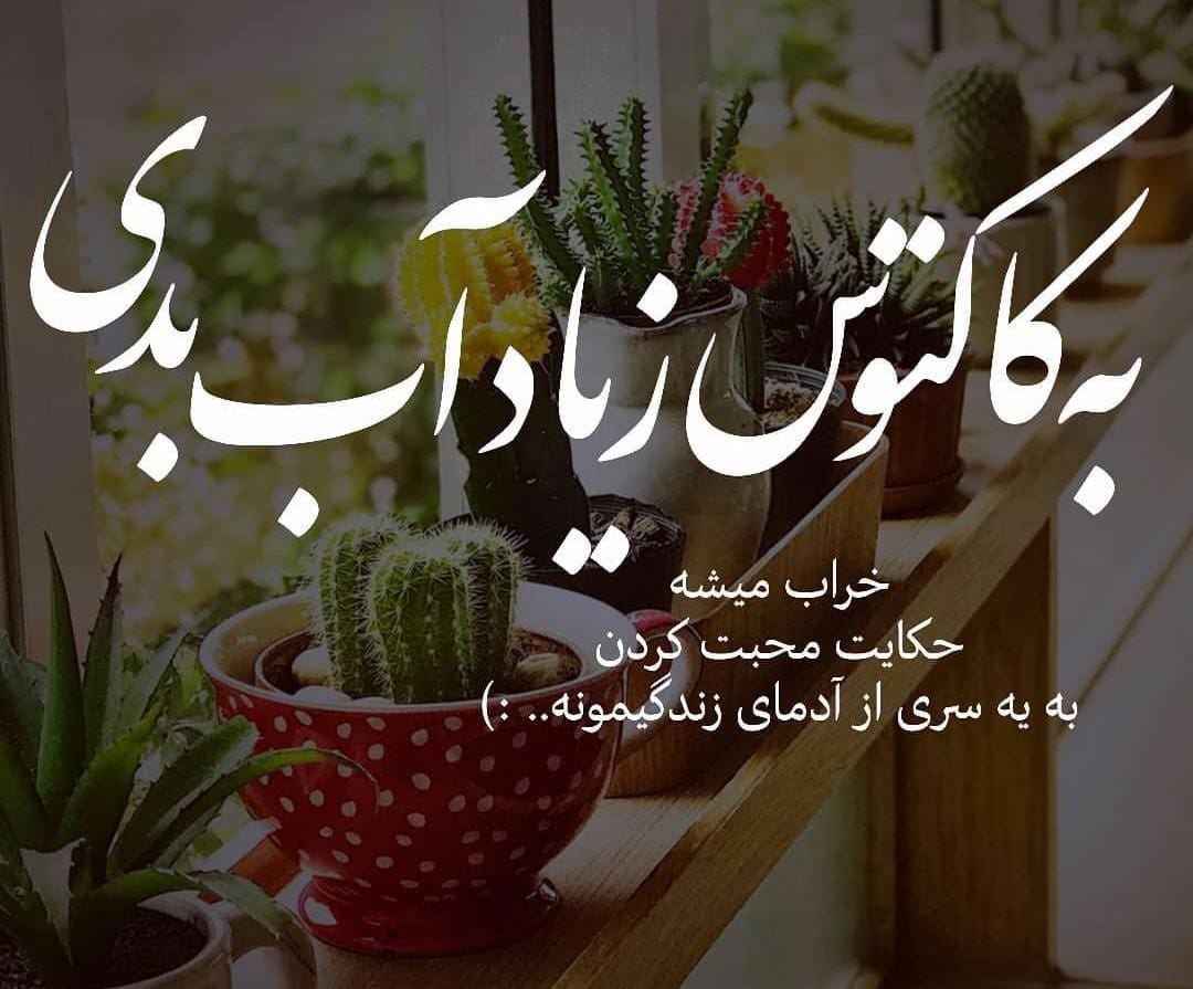 متن درباره گل کاکتوس 🌵؛ جملات استوری و کپشن احساسی 2 جملات زیبا درباره گل کاکتوس