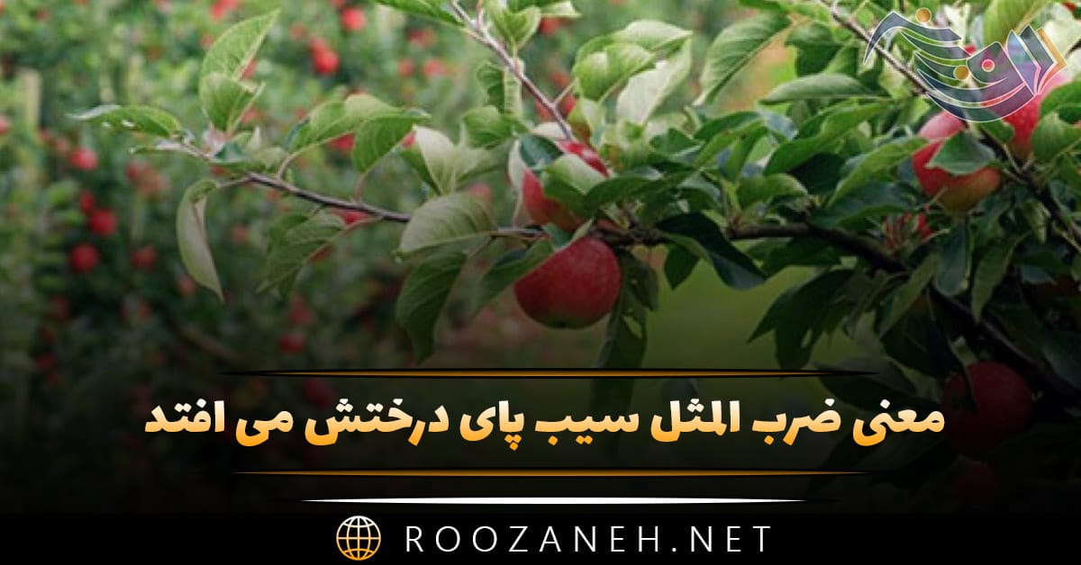 معنی ضرب المثل سیب پای درختش می افتد + داستان و انشا 1 معنی ضرب المثل سیب پای درختش می افتد + داستان و انشا