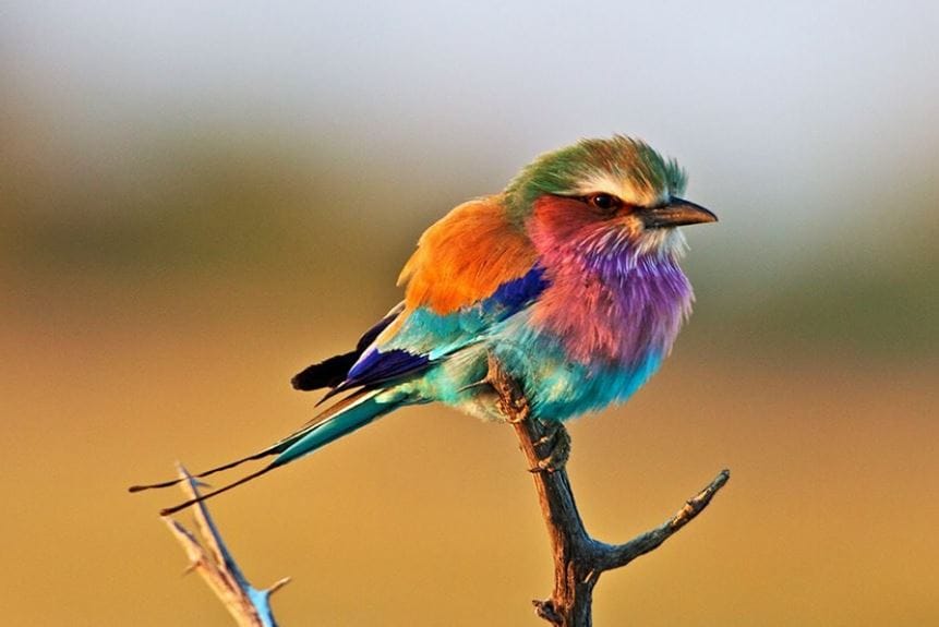 پرنده‌ی رنگین