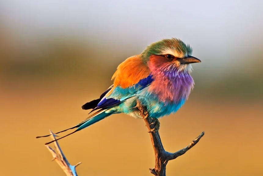 پرنده‌ی رنگین