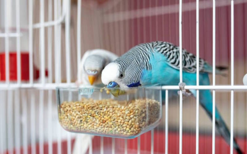 راهنمای انتخاب غذا برای پرنده های زینتی خانگی (نکات کلیدی تغذیه) 3 پرندگان خانگی با چه کمبودهایی مواجه هستند؟
