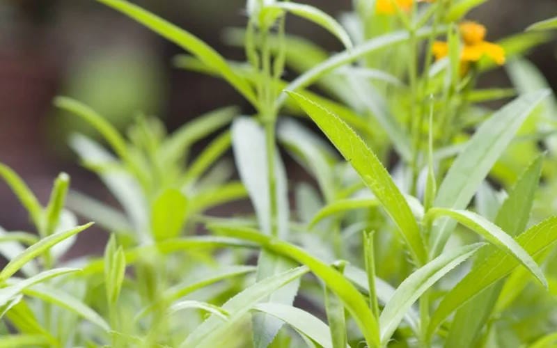 بهترین گیاهان خوراکی برای کاشت و کسب درآمد (دارویی و ادویه ای) 3 پونه و ترخون