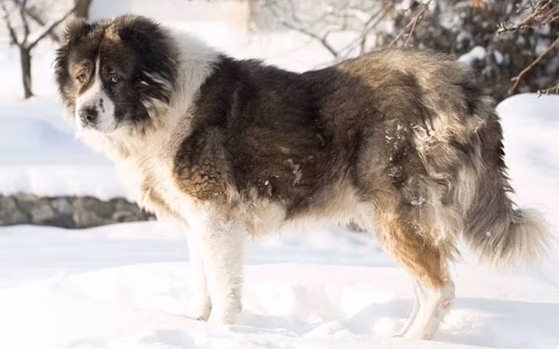 بهترین نژاد های سگ نگهبان (از ژرمن شپرد تا کوموندور و ۱۳ نژاد معروف) 5 قفقازی (Caucasian Shepherd)